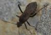 Alydus calcaratus